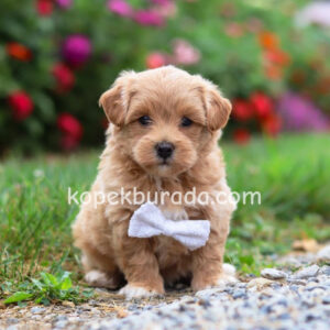 Maltipoo cinsi yavrular - fotoğraf 2