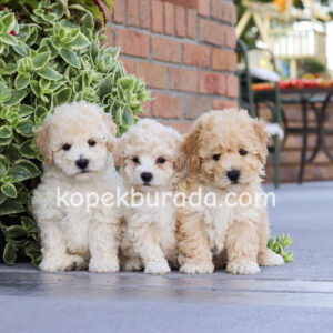 Kahve tonlu maltipoo cinsi yavrular