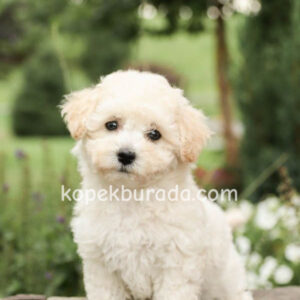 Maltese terrier cinsi yavrular - fotoğraf 2