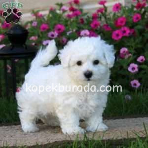 Maltese terrier cinsi yavrular ev üretimi yavrular - fotoğraf 2