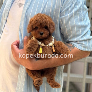 Toy poodle sevimli yavrular ev üretimi