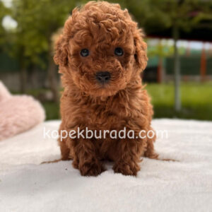 Toy poodle sevimli yavrular ev üretimi