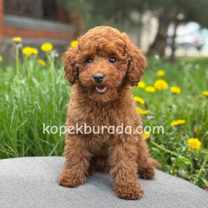 Toy poodle sevimli yavrular ev üretimi - fotoğraf 2