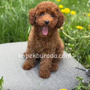Toy poodle sevimli yavrular ev üretimi