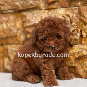 Toy poodle sevimli yavrular ev üretimi