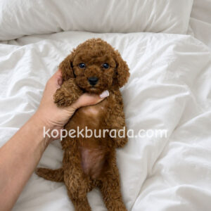 Toy poodle sevimli yavrular ev üretimi