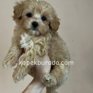 Maltipoo cinsi yavrular