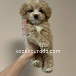 Maltipoo cinsi yavrular - fotoğraf 2