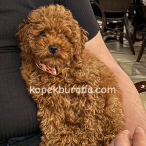 Toy poodle sevimli yavrular ev üretimi