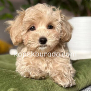 Maltipoo cinsi yavrular