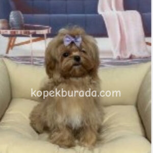 Toy poodle sevimli yavrular ev üretimi - fotoğraf 2