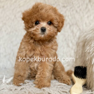 Maltipoo cinsi yavrular