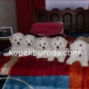 Maltese terrier cinsi yavrular ev üretimi yavrular - fotoğraf 2