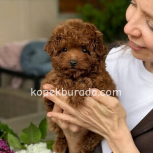 Toy poodle sevimli yavrular ev üretimi - fotoğraf 2