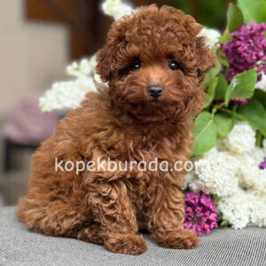 Toy poodle sevimli yavrular ev üretimi