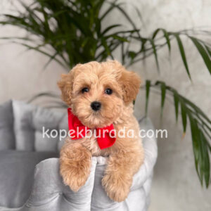 Maltipoo cinsi yavrular - fotoğraf 2
