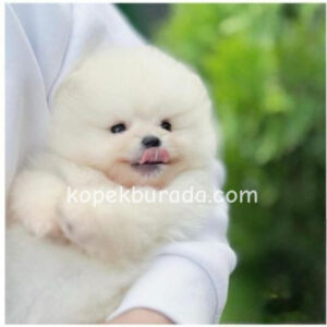 Pomeranian boo sevimli yavrular