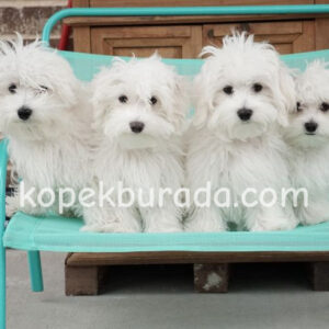 Maltese terrier cinsi yavrular ev üretimi yavrular