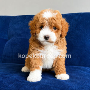 Maltipoo cinsi yavrular