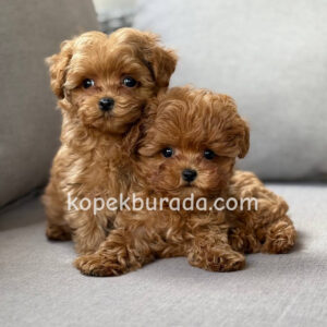 Maltipoo cinsi yavrular