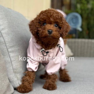 Toy poodle sevimli yavrular ev üretimi - fotoğraf 2