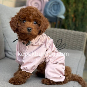Toy poodle sevimli yavrular ev üretimi