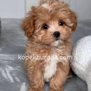 Maltipoo cinsi yavrular