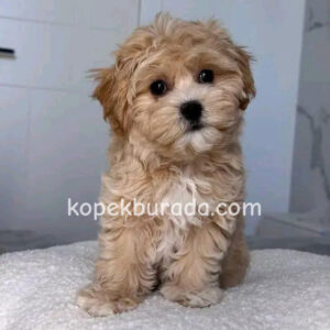 Maltipoo cinsi yavrular - fotoğraf 2
