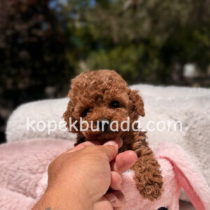 Toy poodle sevimli yavrular ev üretimi - fotoğraf 2