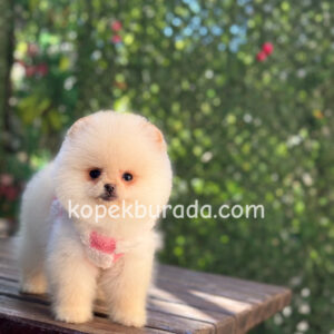 Pomeranian boo sevimli yavrular - fotoğraf 2