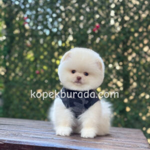 Pomeranian boo sevimli yavrular