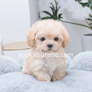 Maltese terrier cinsi yavrular ev üretimi yavrular