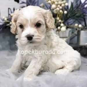 Maltese terrier cinsi yavrular ev üretimi yavrular - fotoğraf 2