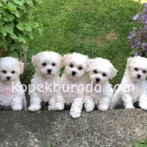 Maltese terrier cinsi yavrular ev üretimi yavrular