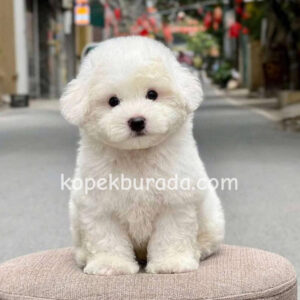 Maltese terrier cinsi yavrular ev üretimi yavrular - fotoğraf 2