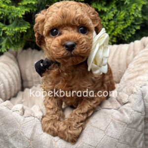Toy poodle sevimli yavrular ev üretimi
