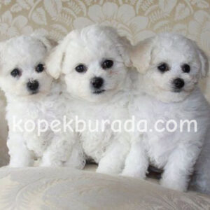 Maltese terrier cinsi yavrular ev üretimi yavrular - fotoğraf 2