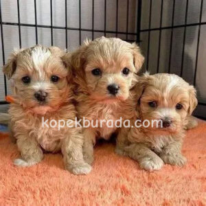 Maltipoo cinsi yavrular - fotoğraf 2
