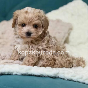 Maltipoo cinsi yavrular ev üretimi