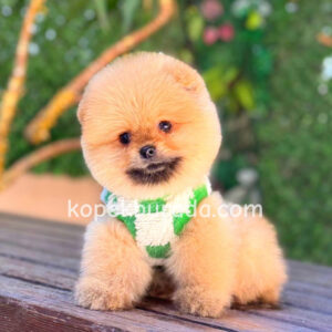 Pomeranian boo sevimli yavrular