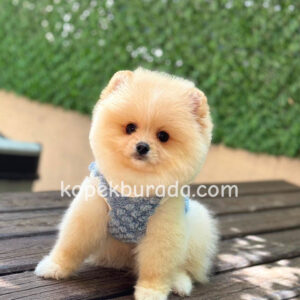 Pomeranian boo sevimli yavrular - fotoğraf 2