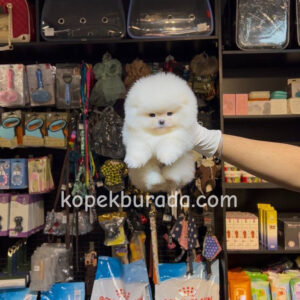 Pomeranian boo sevimli yavrular