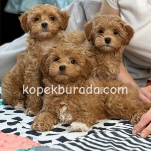 Toy poodle sevimli yavrular ev üretimi