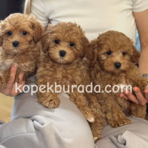 Toy poodle sevimli yavrular ev üretimi - fotoğraf 2