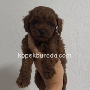Toy poodle sevimli yavrular ev üretimi