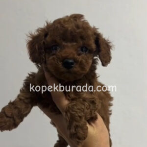 Toy poodle sevimli yavrular ev üretimi - fotoğraf 2
