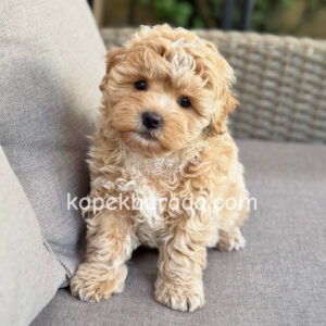 Maltipoo cinsi yavrular - fotoğraf 2