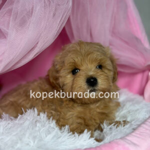 Toy poodle sevimli yavrular ev üretimi - fotoğraf 2