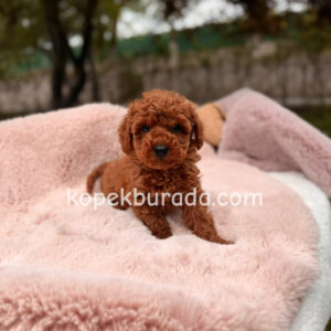 Toy poodle sevimli yavrular ev üretimi