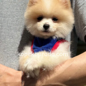 Pomeranian boo sevimli yavrular - fotoğraf 2